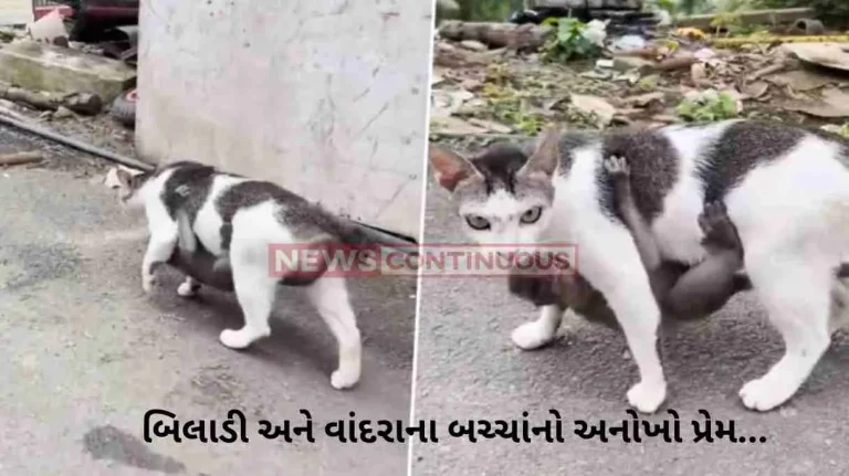 Viral Video A Lost Baby Monkey Was Adopted by a Kind Cat Viral Video A Lost Baby Monkey Was Adopted by a Kind Cat