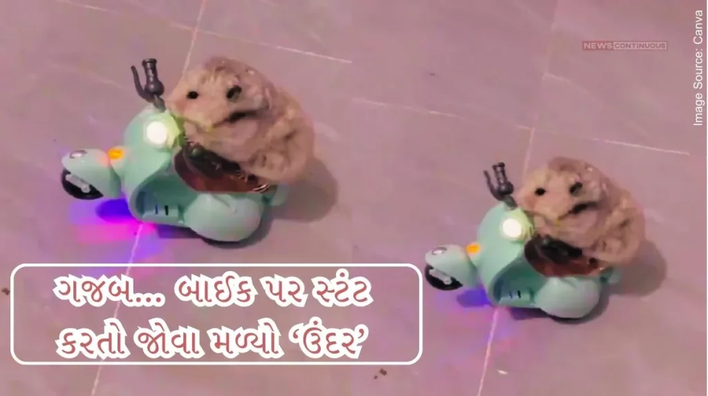 Bike Stunt Rat doing bike stunt, video goes viral on social media