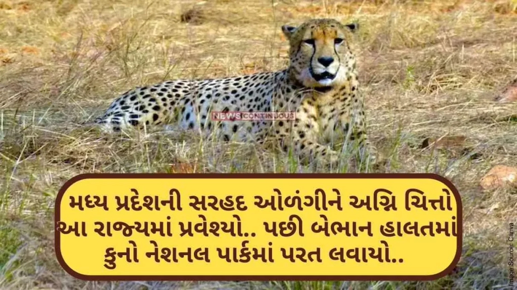 Kuno national park agni cheetah entered this state after crossing the border of Madhya Pradesh brought back to Kuno National Park in an unconscious state