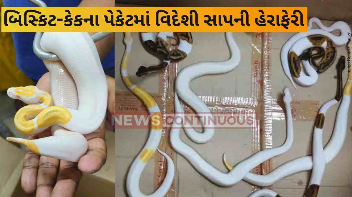 Mumbai Airport DRI seizes ball pythons, corn snakes at Mumbai airport, one held