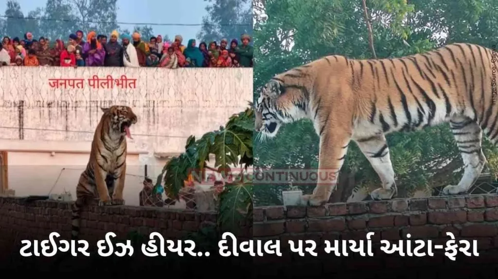 Tiger On Wall Wildlife Tiger Entered On Village Of Pilibhit Up Watch Shocking Viral Video