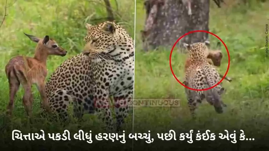 Wild Animal Video Leopard protects baby deer from hyena threat, watch