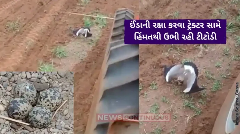 viral video Bird protects her eggs from moving tractor, old clip impresses people again