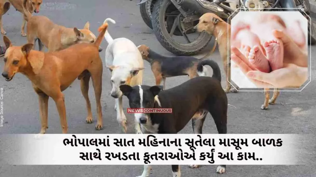 Bhopal In Bhopal, stray dogs did this with a seven-month-old sleeping innocent baby.. Police investigation continues