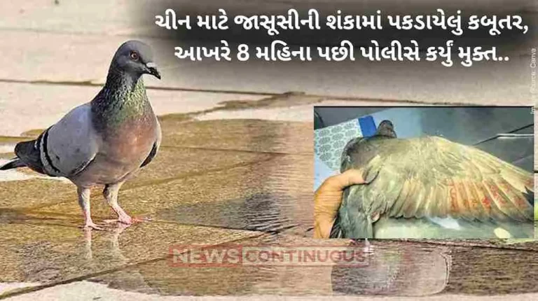 China Kabutar Pigeon Suspected To Be Used By Chinese For Spying Released After 8 Months Mumbai Police