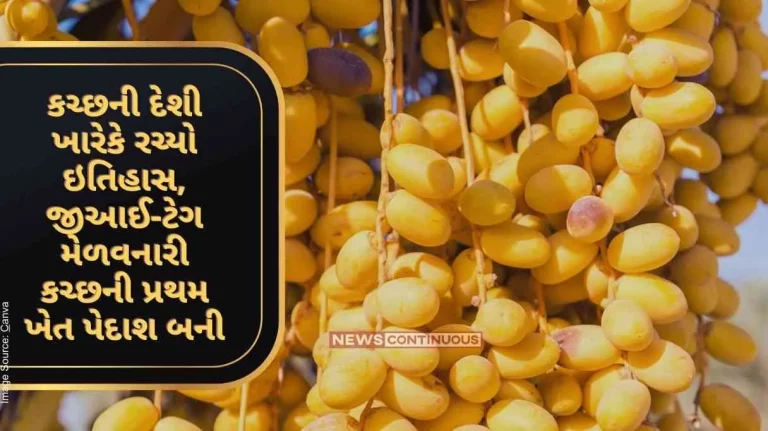 Kachchhi Desi Kharek makes history, Kutch's first farm produce to get GI-tag