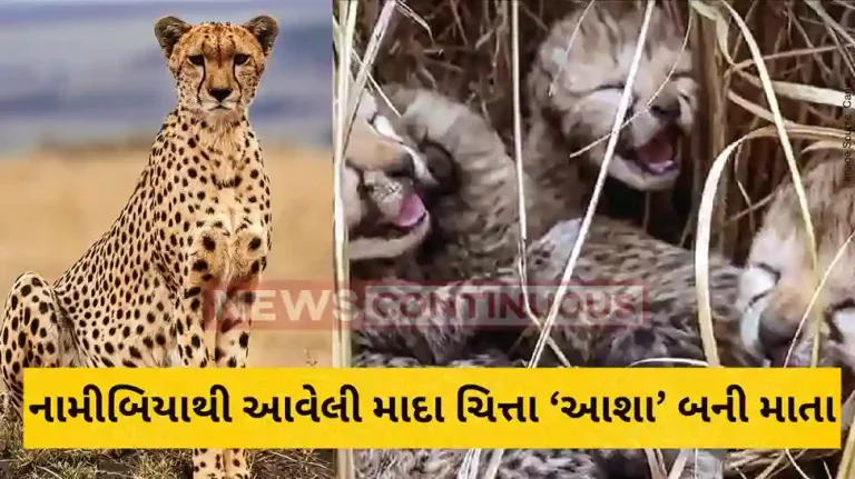 Kuno National Park Namibian cheetah Aasha gives birth to 3 cubs at Kuno National Park
