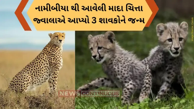 Madhya Pradesh Three cubs born to Namibian cheetah ‘Jwala’ at Kuno National Park Madhya Pradesh Three cubs born to Namibian cheetah 'Jwala' at Kuno National Park
