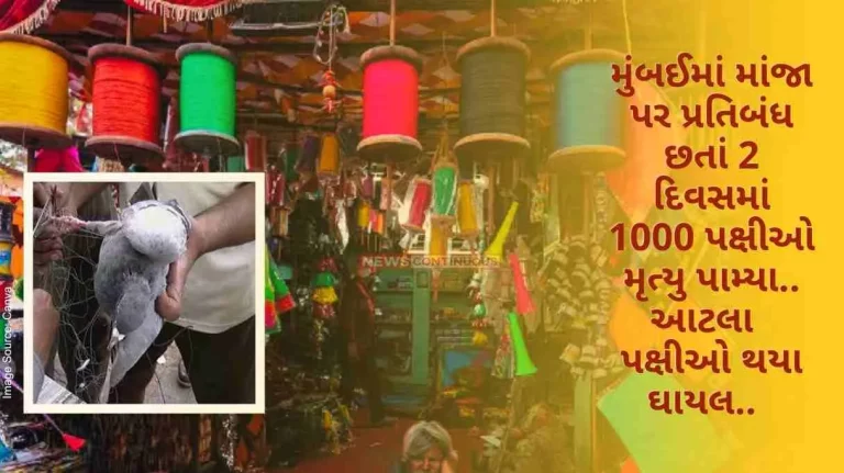 Mumbai 1000 birds died in 2 days despite ban on Manja in Mumbai.. so many birds were injured..