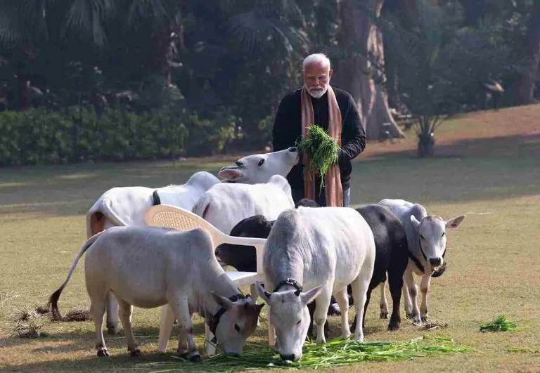 PM Modi PM Modi feeds Punganur cows on Makar Sankranti