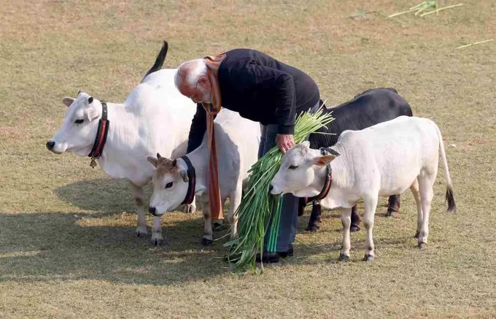 PM Modi PM Modi feeds Punganur cows on Makar Sankranti