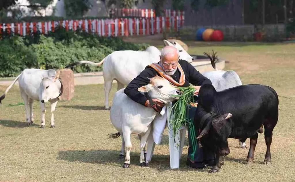 PM Modi PM Modi feeds Punganur cows on Makar Sankranti