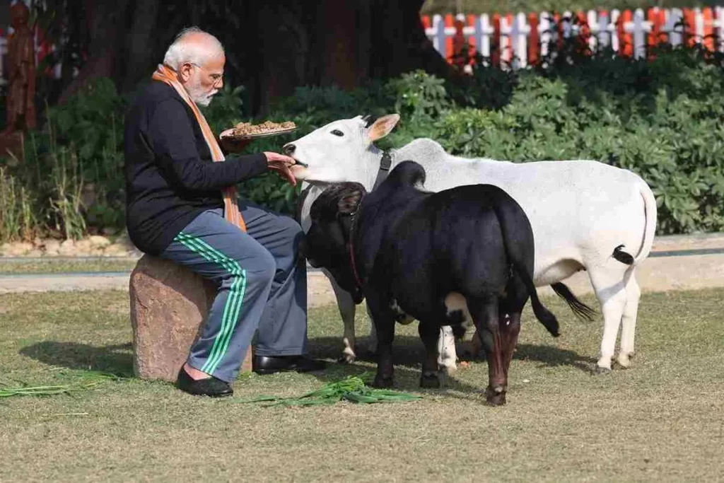 PM Modi PM Modi feeds Punganur cows on Makar Sankranti