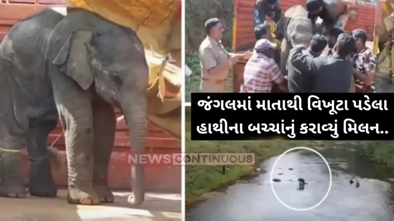 Tamil Nadu Lost Baby Elephant Reunited With Mother In Tamil Nadu By Forest Team