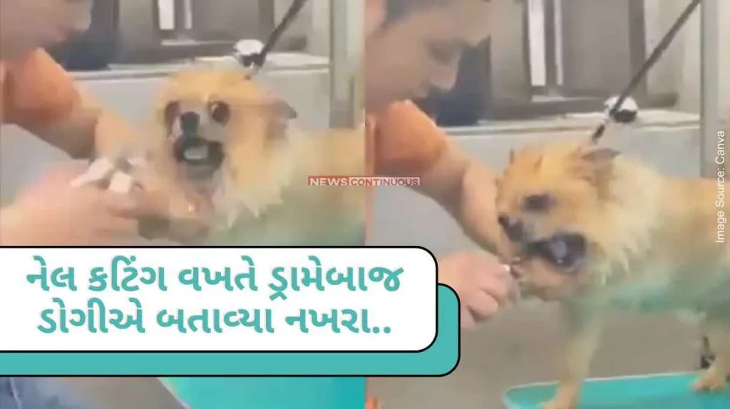 Dramatic dog Dog reacts dramatically as human tries to cut its nails