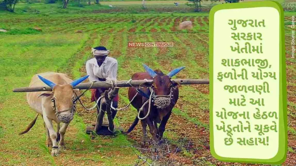 Gujarat government pays farmers support under trellis porch scheme for proper maintenance of vegetables, fruits in agriculture!