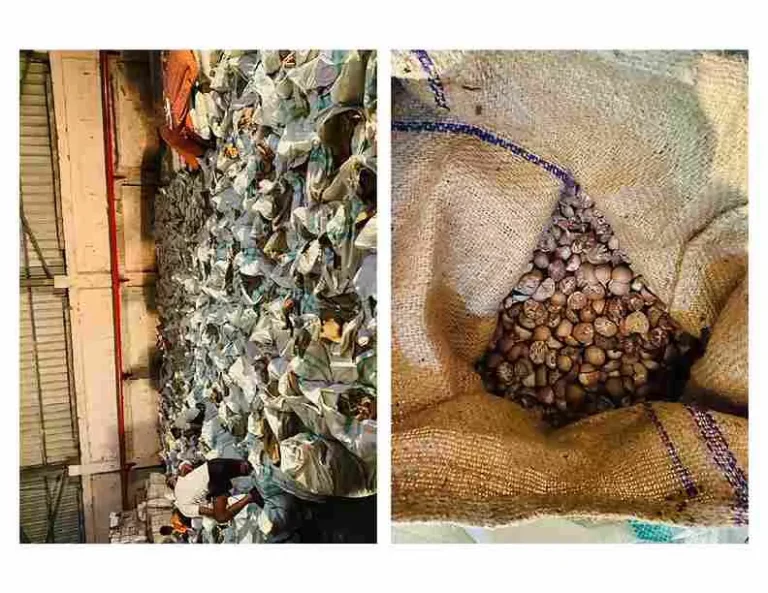Illegal betel nut smuggling caught yet again in Kutch, customs officials seize huge quantity of areca nuts at this port Illegal betel nut smuggling caught yet again in Kutch, customs officials seize huge quantity of areca nuts at this port