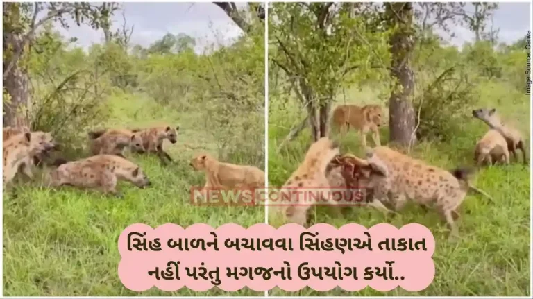 Mother's Love Lioness comes to the rescue of her cub as hyenas attack it. Watch video