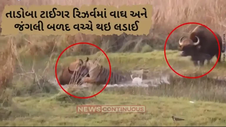 Tadoba Tiger Reserve A Viral Video On Social Media Of Fighting Tiger And Ranagava In Tadoba Tiger Reserve Forest