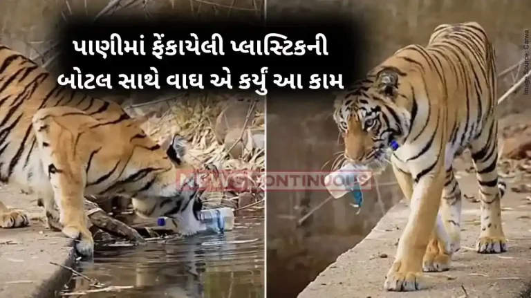 Tadoba Tiger Video Tiger picks up plastic bottle from waterhole in Maharashtra. Video sparks outrage