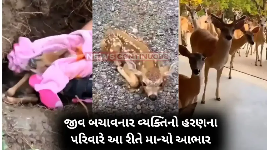Wildlife Man rescues baby deer, gets thanked by its whole family.