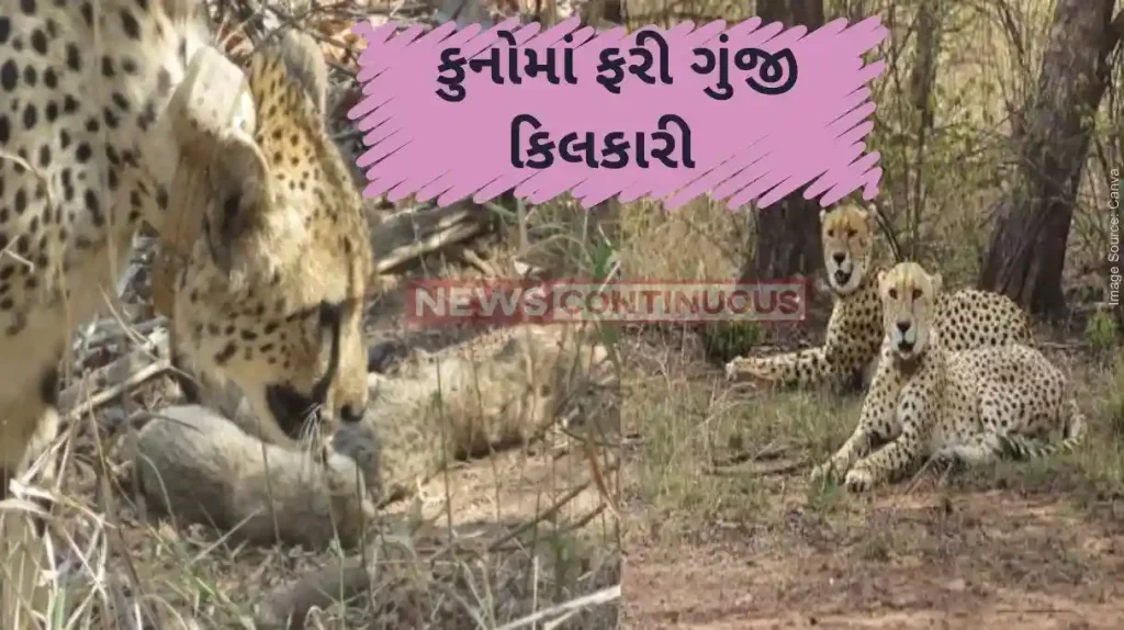 Kuno National Park Cheetah Gamini gives birth to five cubs at MP's Kuno National Park