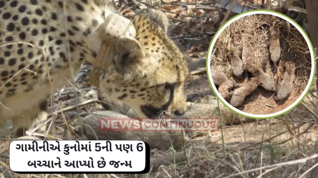 Kuno Park Cheetah Gamini's sixth cub spotted at Kuno National Park, minister shares video