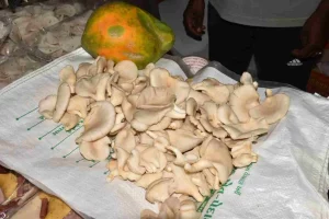 Rajeshbhai Gavit, a farmer of Dang district left traditional farming and started mushroom cultivation