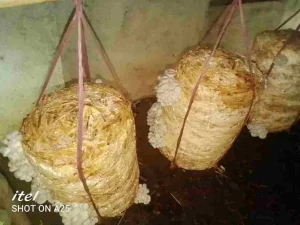 Rajeshbhai Gavit, a farmer of Dang district left traditional farming and started mushroom cultivation