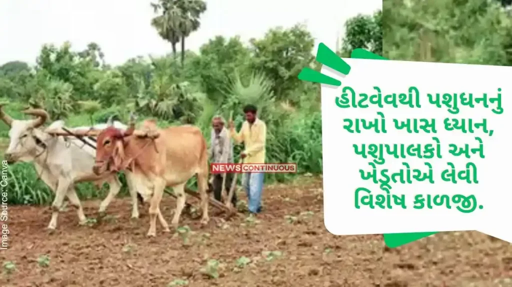 Care of Livestock from Heatwave Special care for livestock keepers and farmers