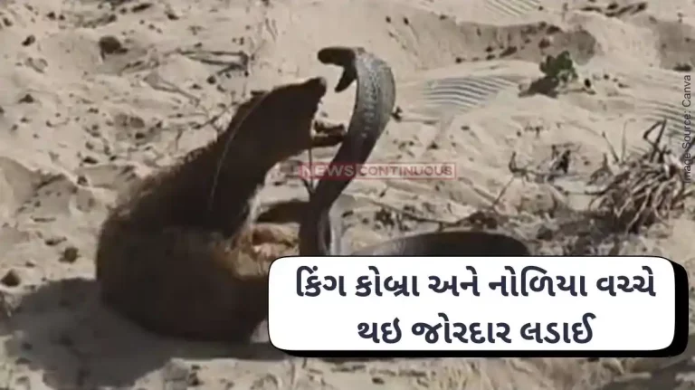 King Cobra and Mongoose Fight King Cobra And Mongoose Fight To Death, Watch Who Wins!