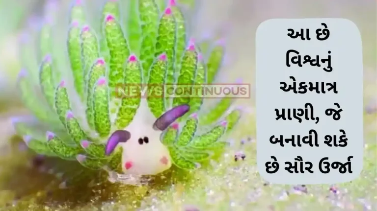 Leaf sheep These are leaf sheep, they live in the sea grazing on algae. Watch video.