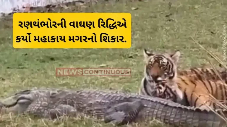 Ranthambore National Park Tigress and her cubs hunt crocodile at Ranthambore National Park, rare video goes viral