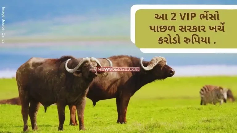 Chhattisgarh Barnawapara VIP buffaloes drank water worth 4.6 lakh rupees in 2 months, ate fodder worth 40 lakh rupees in a year
