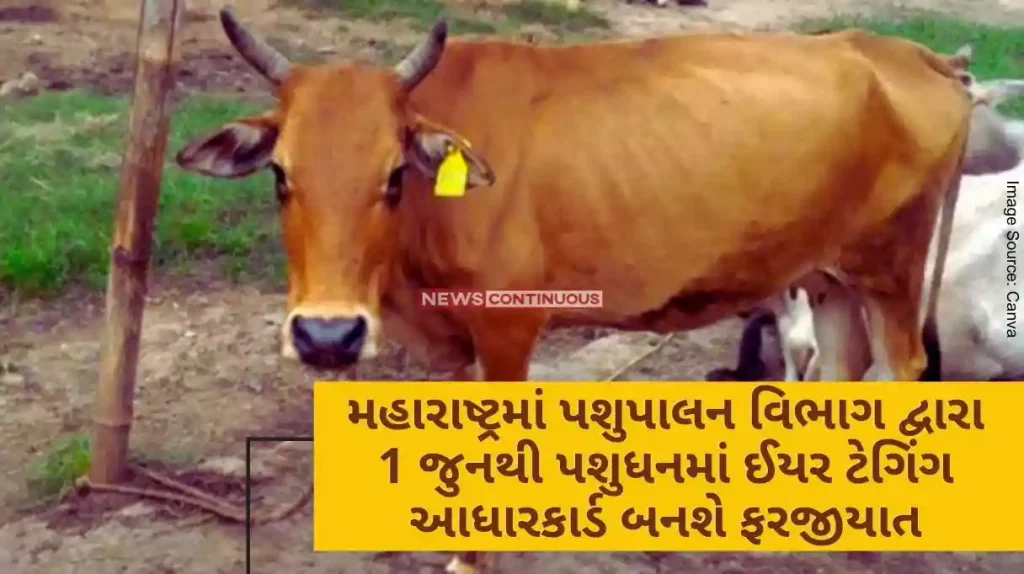 Ear tagging Aadhaar card will become mandatory in livestock from June 1 by animal husbandry department in Maharashtra,
