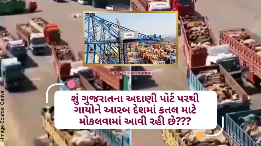 Fact Check Supply of thousands of cows to Arab countries from Gujarat's Adani Port! Viral videos on social media..