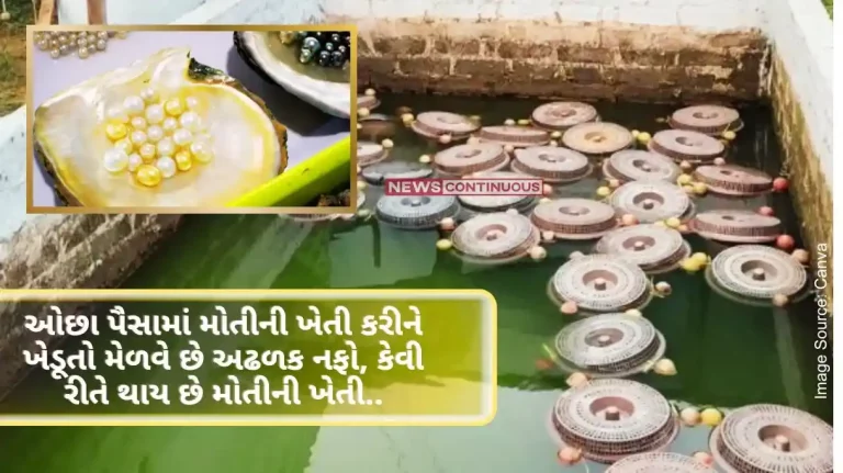 Farmers get huge profits by farming pearls with less money, how pearl farming is done.. know all related information