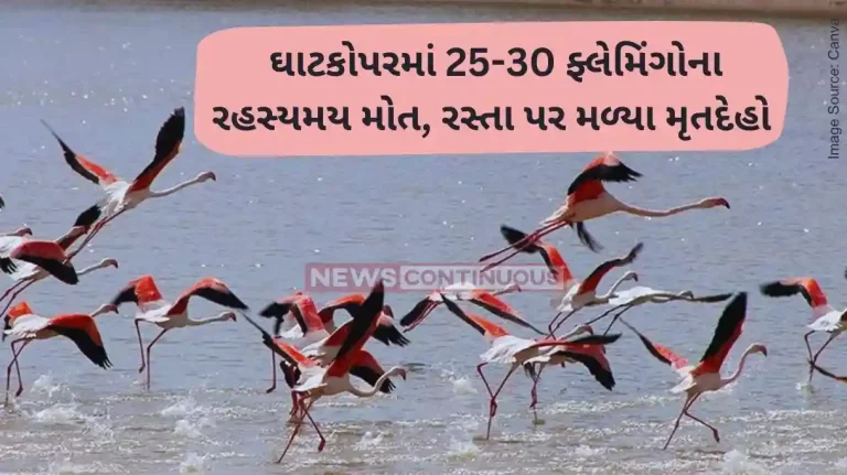 Mumbai flamingo news 25 to 30 birds died at Ghatkopar andheri link Road suspect plane hits flamingo swarm