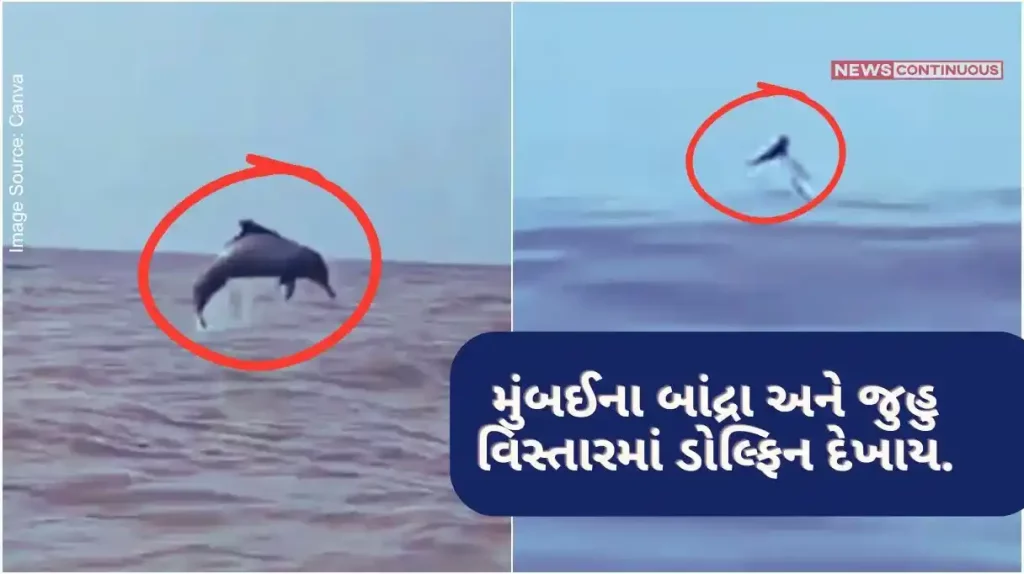 Mumbai news, dolphins spotted near Bandra and Juhu.