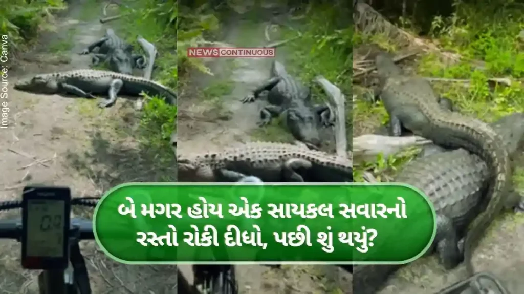 two alligator stops in way of a biker, and then... This happens.. look at the video.