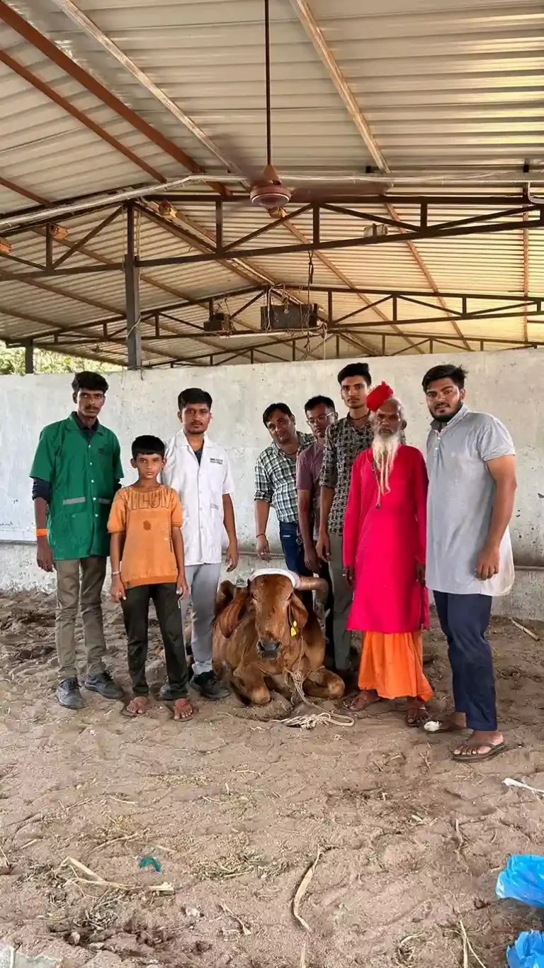 1962 The medical team of Karuna Animal Ambulance successfully operated on the horn of a cow from Amroli's gaushala and removed the commissure.