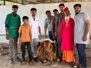 1962 The medical team of Karuna Animal Ambulance successfully operated on the horn of a cow from Amroli's gaushala and removed the commissure.