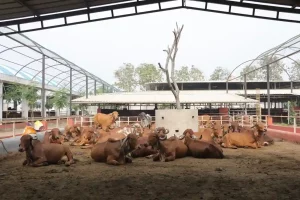 Ankur Dholakia, a 12th grader from Surat, earns bumper earnings by exporting cow-based Ayurvedic products to 17 countries.