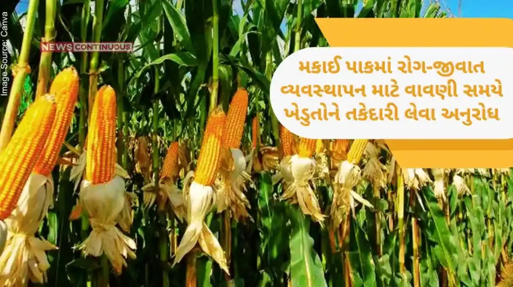 Corn Crop Farmers urged to take precautions beforeat sowing for pest and disease management in maize crop