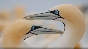 Documentary film My Mercury premieres at MIFF 2024, highlighting conservation efforts on Mercury Island. 