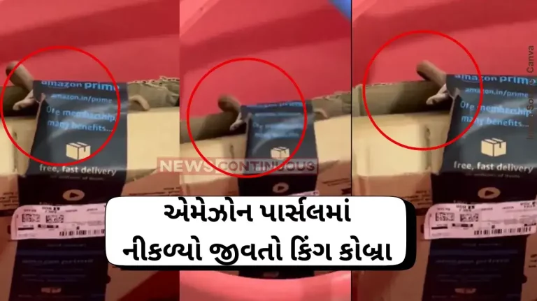 King Cobra Viral Video Bengaluru couple finds cobra in Amazon package, company responds