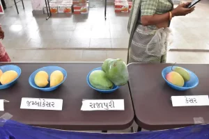 Mango Crop Seminar, Mango Exhibition and Competition held at Panas by the Office of the Deputy Director of Horticulture and Agricultural Science Centre-Surat
