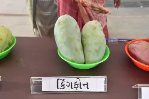 Mango Crop Seminar, Mango Exhibition and Competition held at Panas by the Office of the Deputy Director of Horticulture and Agricultural Science Centre-Surat