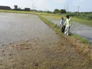 Mr. Kashirambhai Vaghela, a farmer who started Organic Farming since 2013, got the same production as chemical farming and double the profit.
