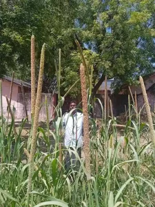 Mr. Kashirambhai Vaghela, a farmer who started Organic Farming since 2013, got the same production as chemical farming and double the profit.